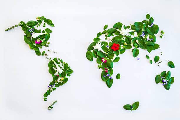 Carte du monde réalisée avec des feuilles et des fleurs